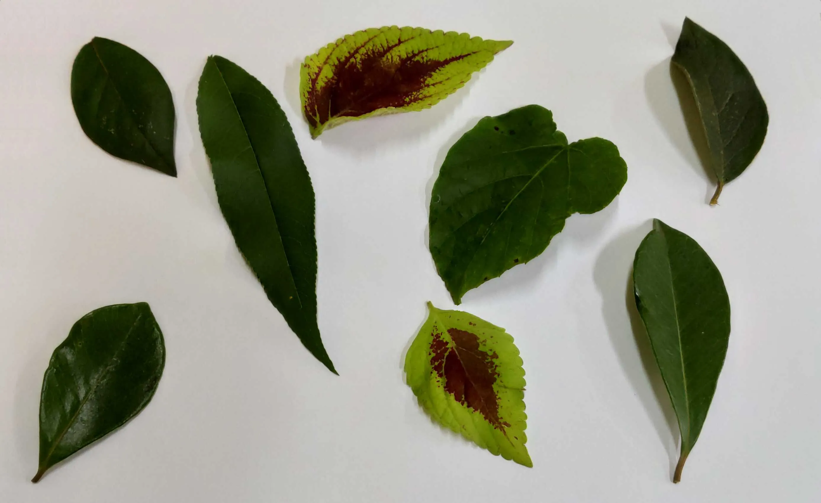 A image from the dataset